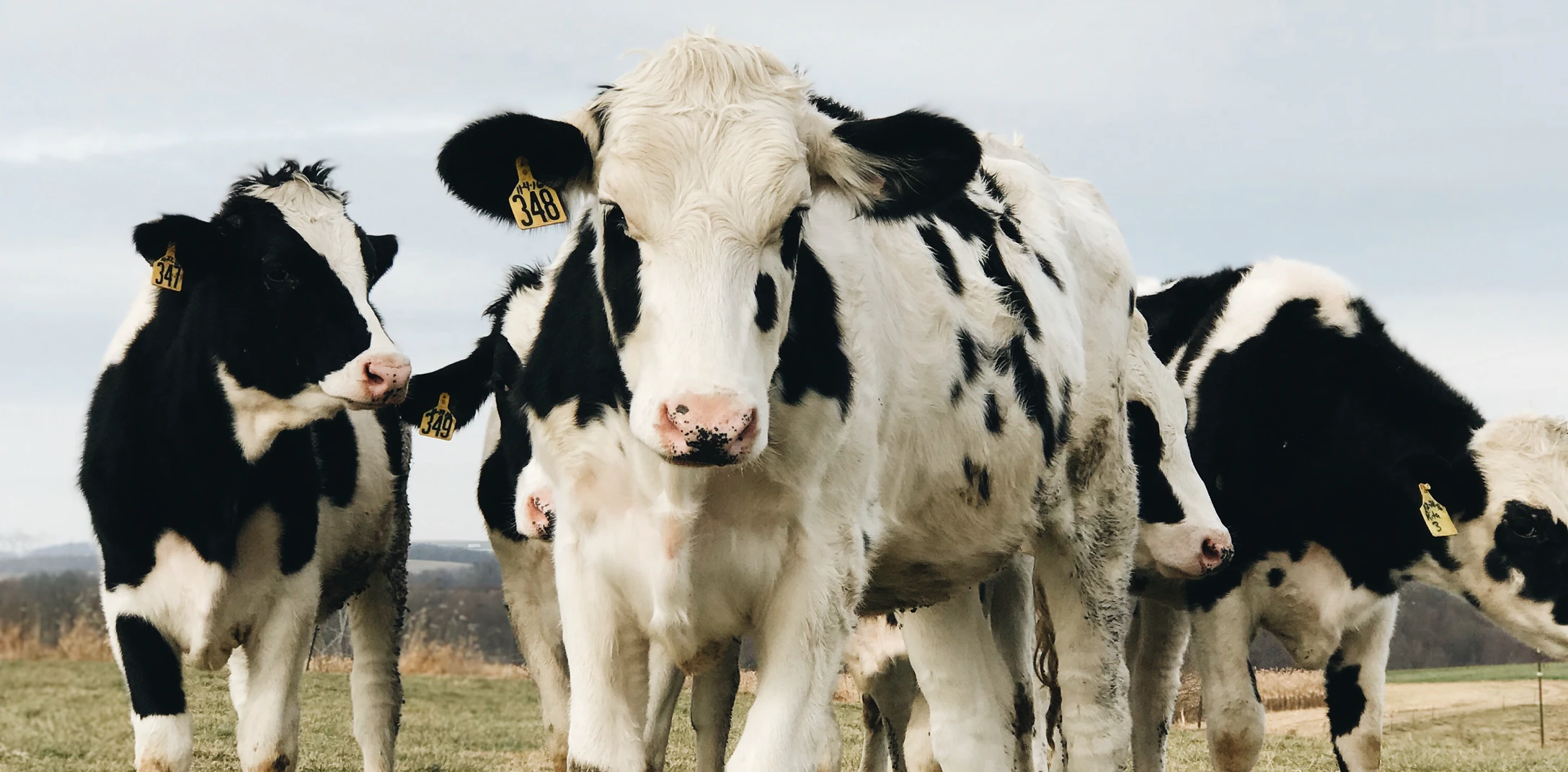 Image of Cattle